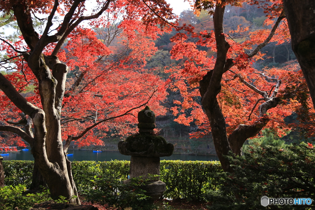 終わる紅葉