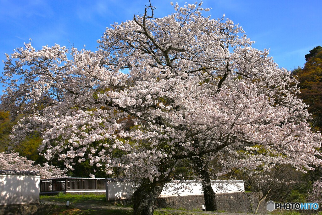 桜