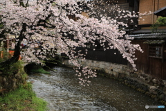 雨の京都・川　さくら