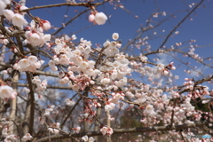 桜　先始め