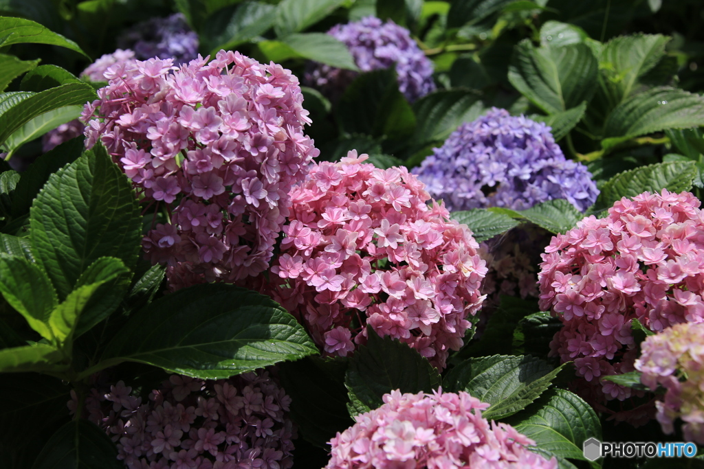綺麗な紫陽花