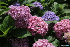 綺麗な紫陽花