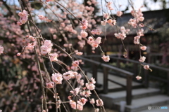 北野天満宮・しだれ梅