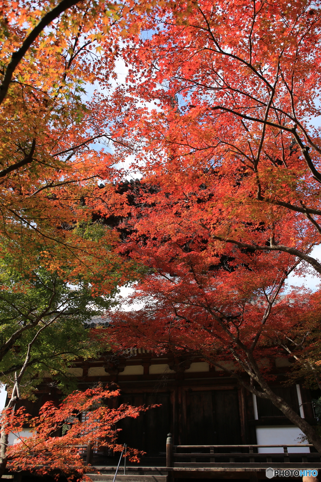紅葉
