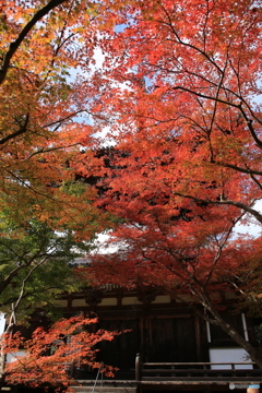 紅葉