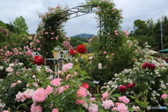 薔薇の入り口