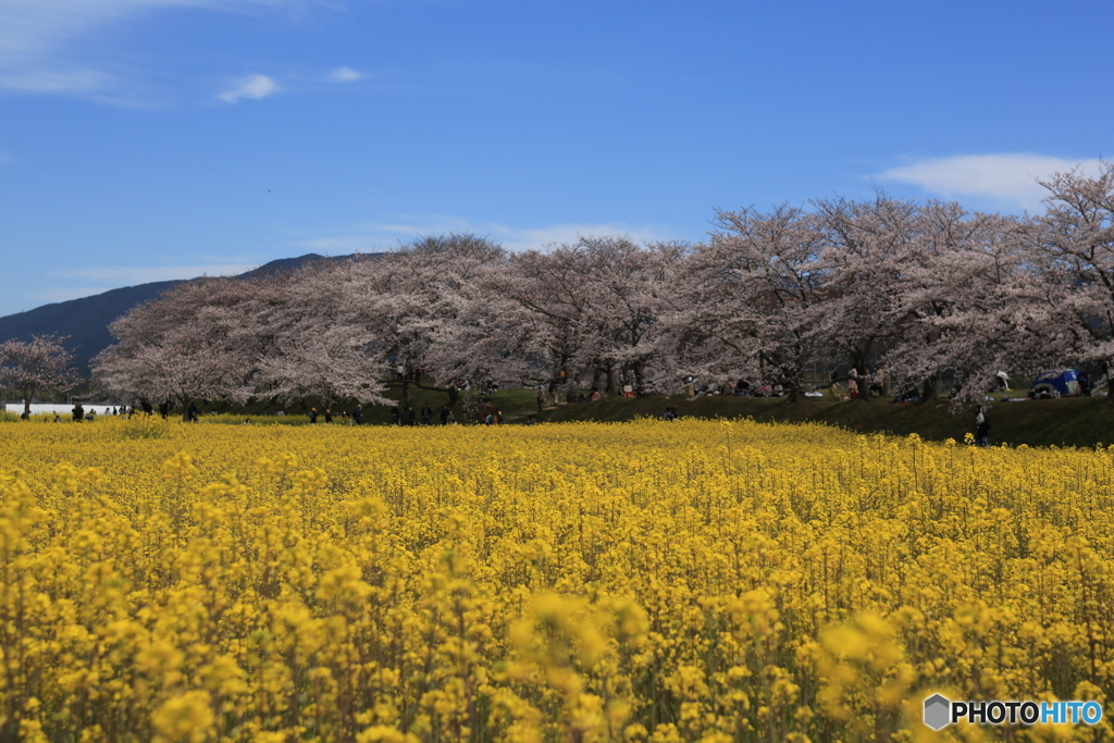 藤原宮跡　菜の花と桜