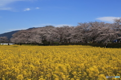藤原宮跡　菜の花と桜