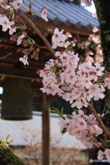 明日香村　橘寺の鐘