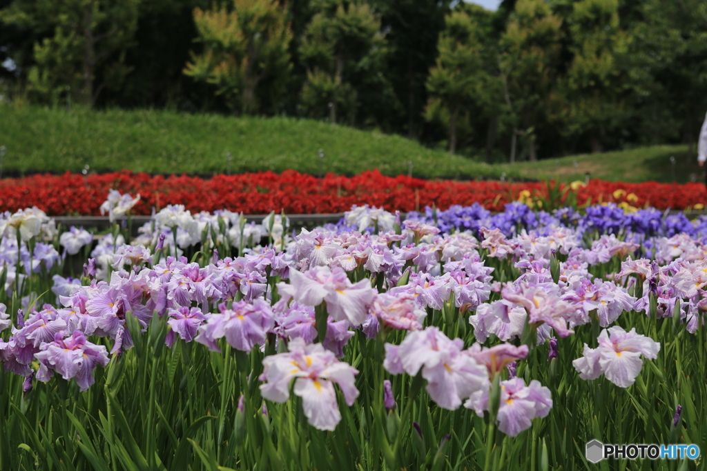 菖蒲園