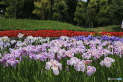 菖蒲園