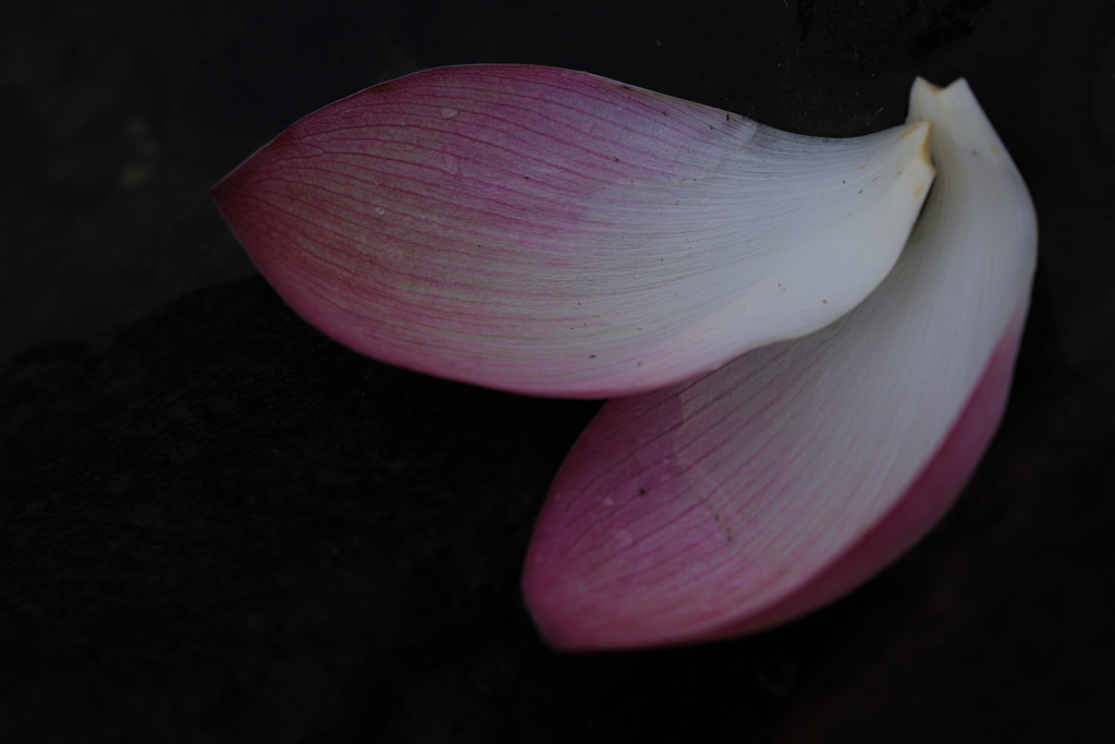 flower leaf