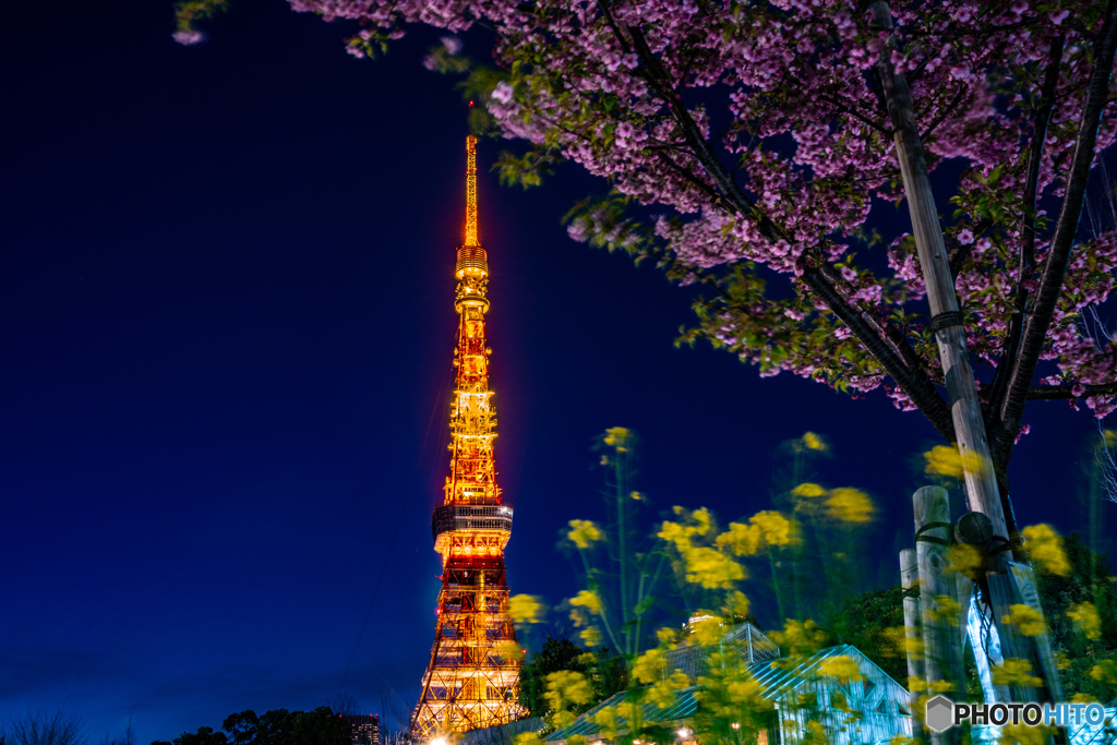 東京タワーと桜