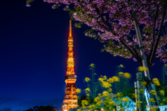 東京タワーと桜