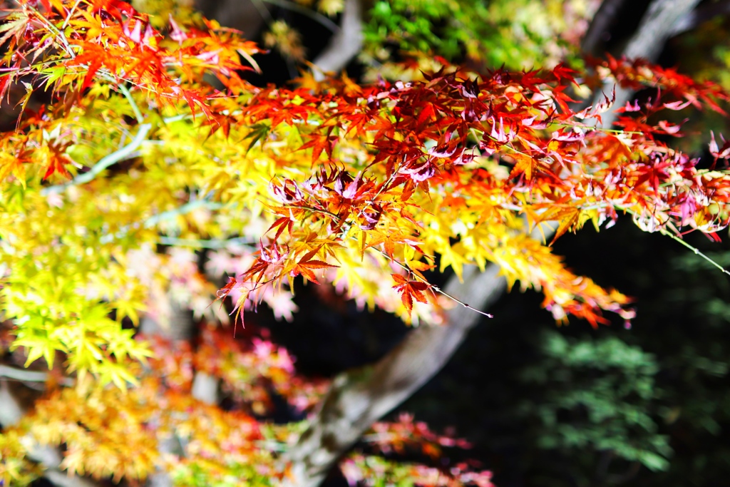 紅葉