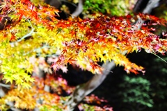 紅葉
