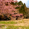桜の似合う古民家