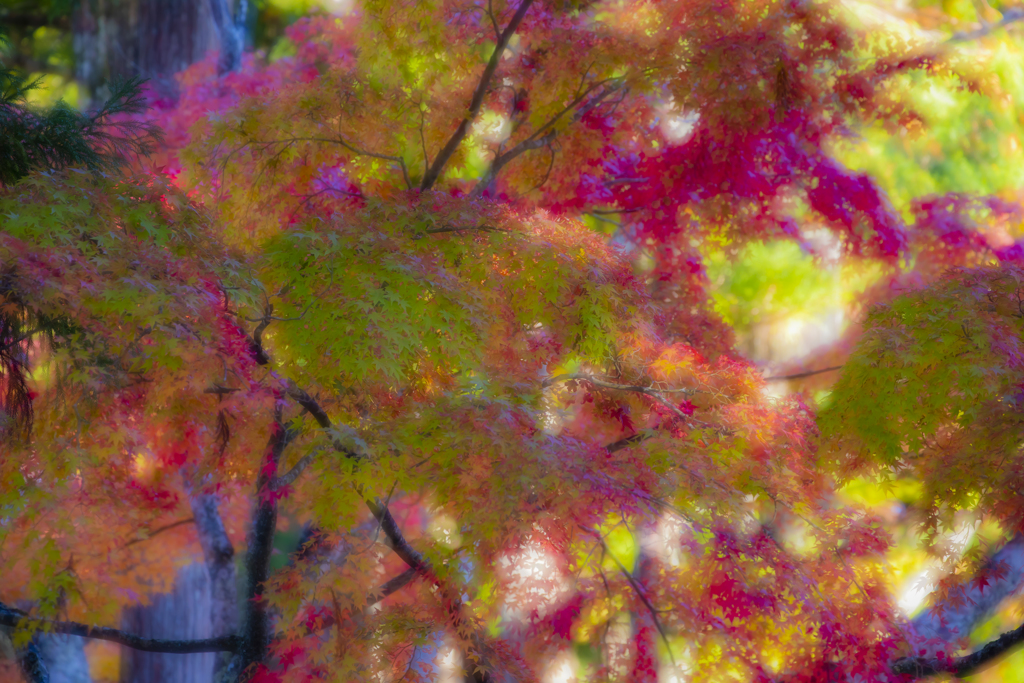 高野山紅葉1
