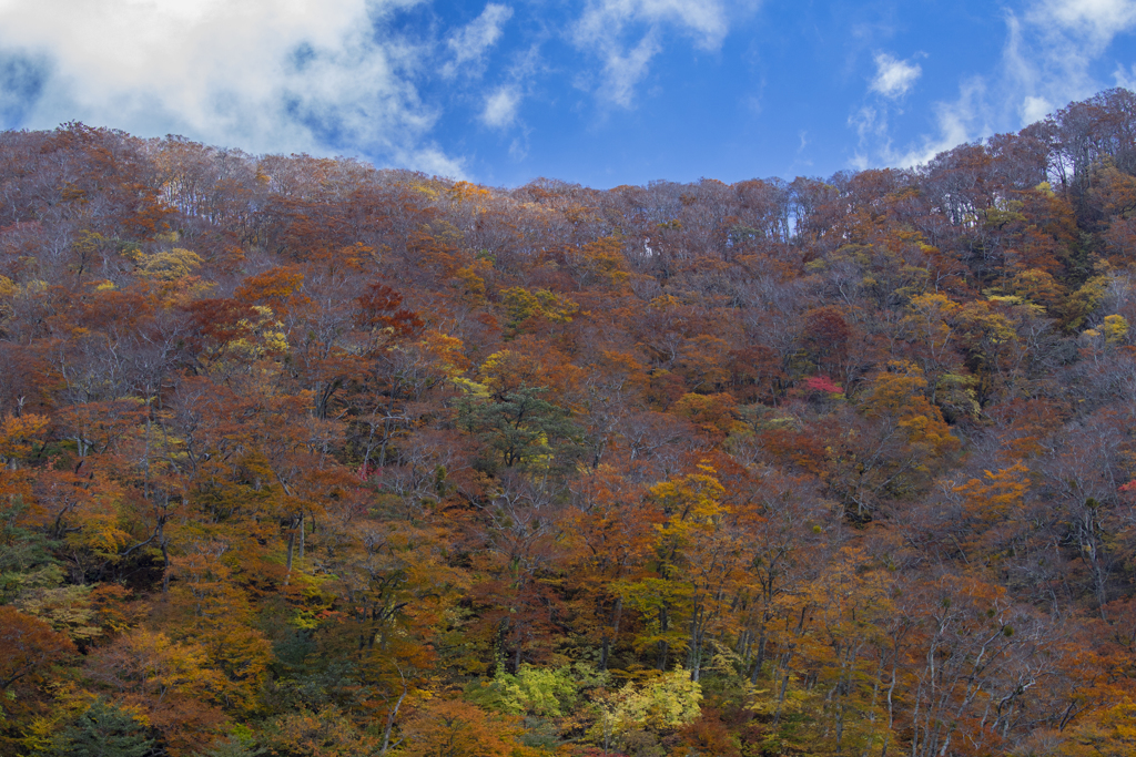 大山紅葉5