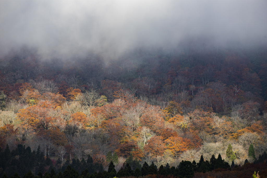 大山紅葉2