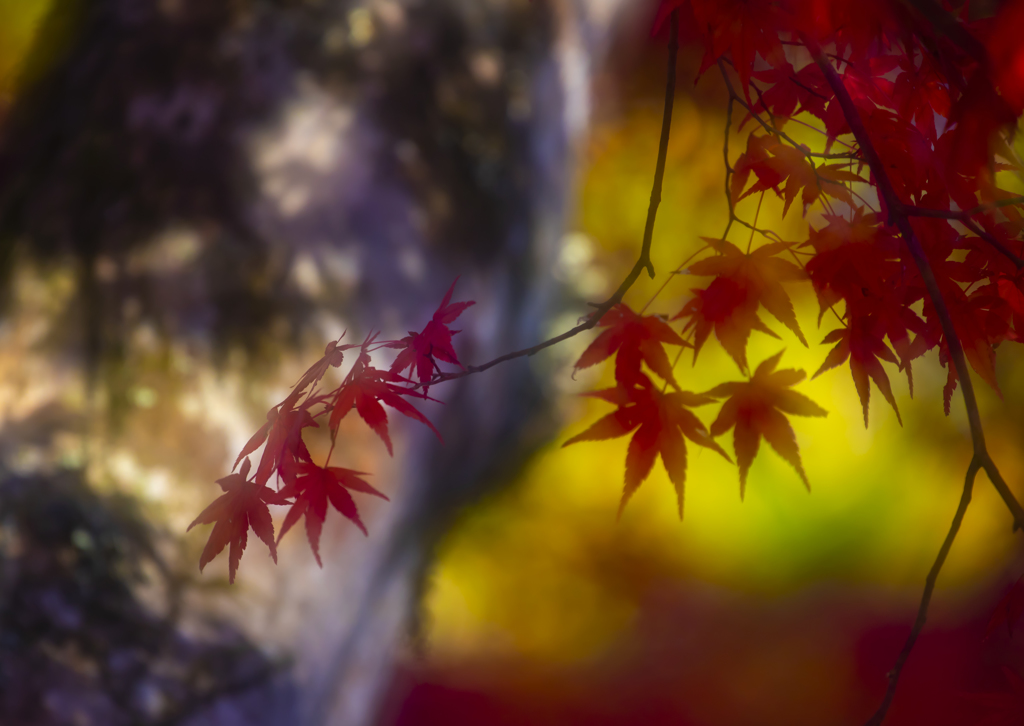 高野山紅葉3