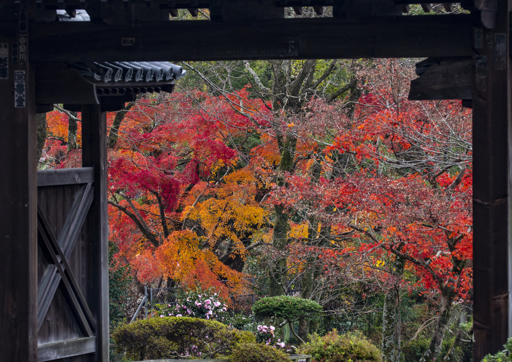 金剛寺10