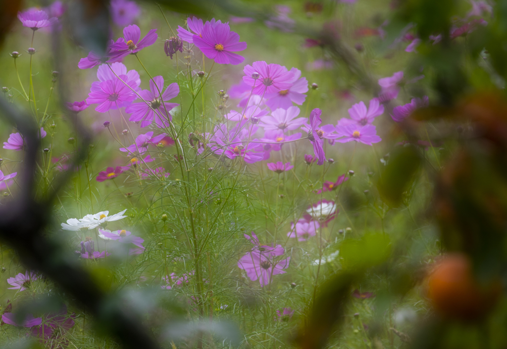 秋桜8