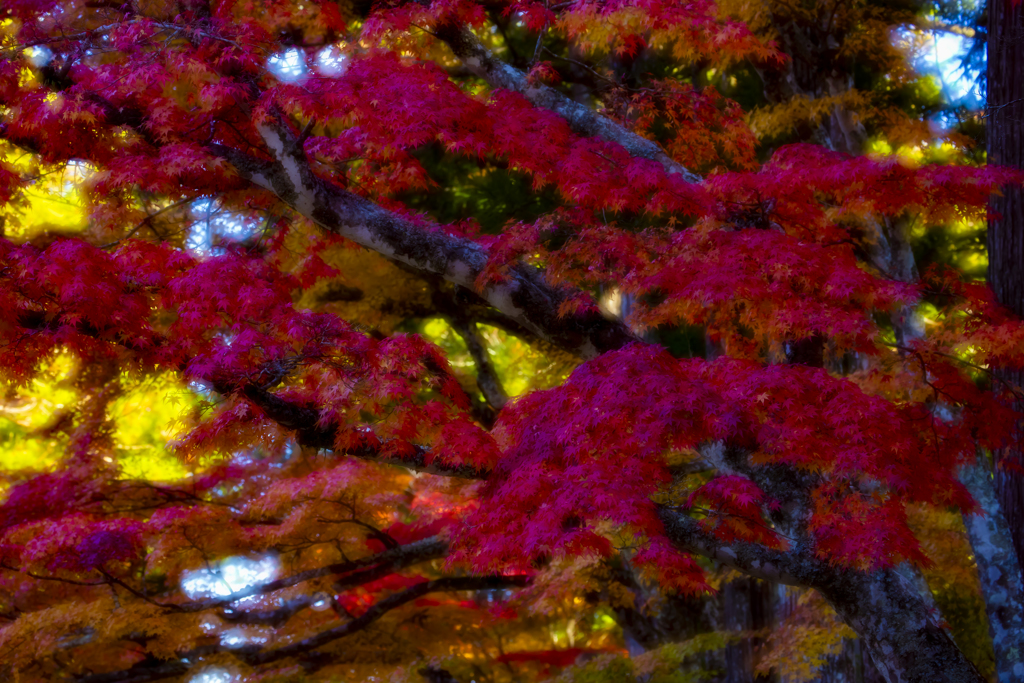 高野山紅葉5