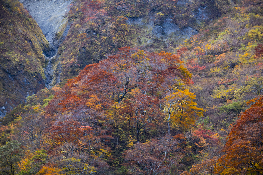 大山紅葉4