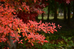 なごりの紅葉ドウダンツツジ