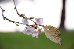 初冬の桜
