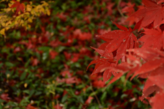 なごりの紅葉もみじ