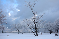 雪の公園　1