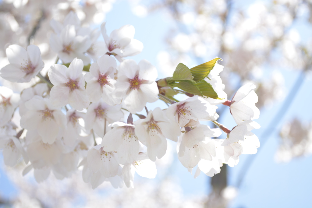 五稜郭公園の桜