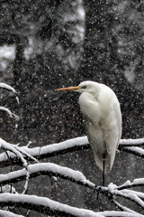 降り続く雪