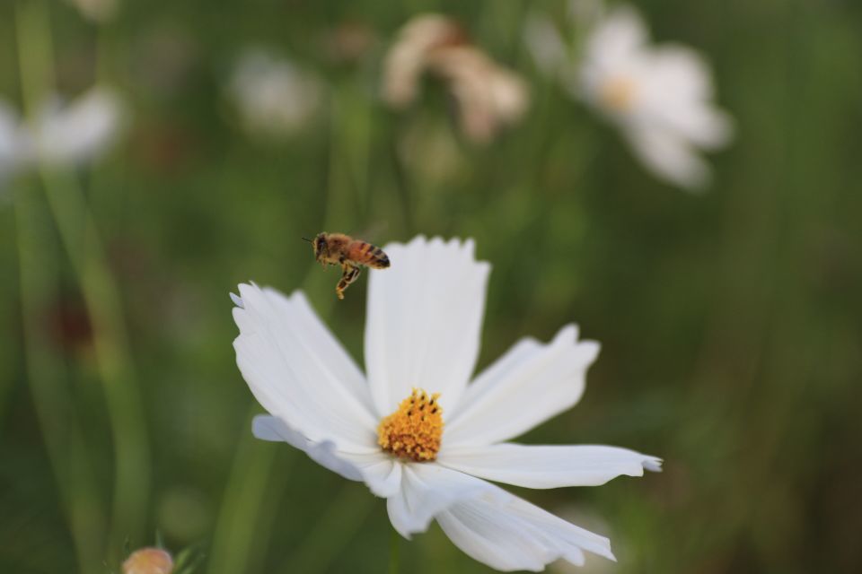 万博記念公園  コスモス花＋ハチミツ