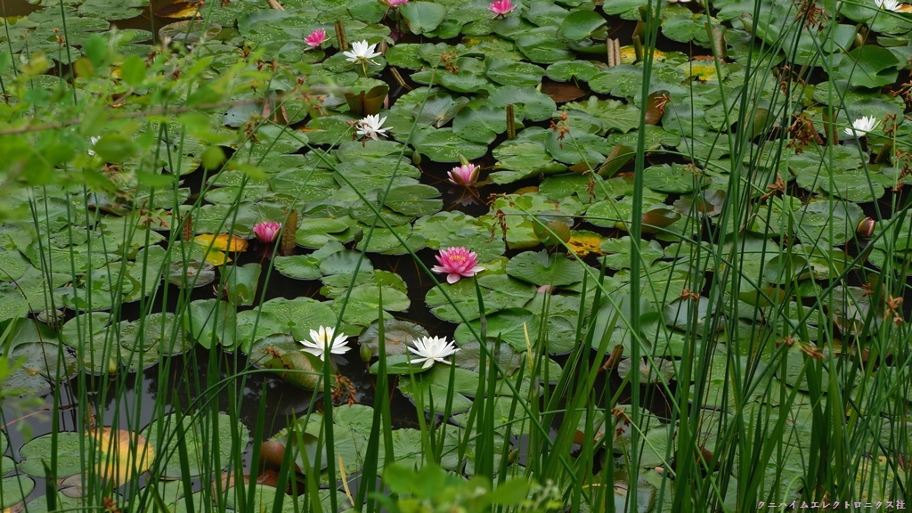 蓮の花