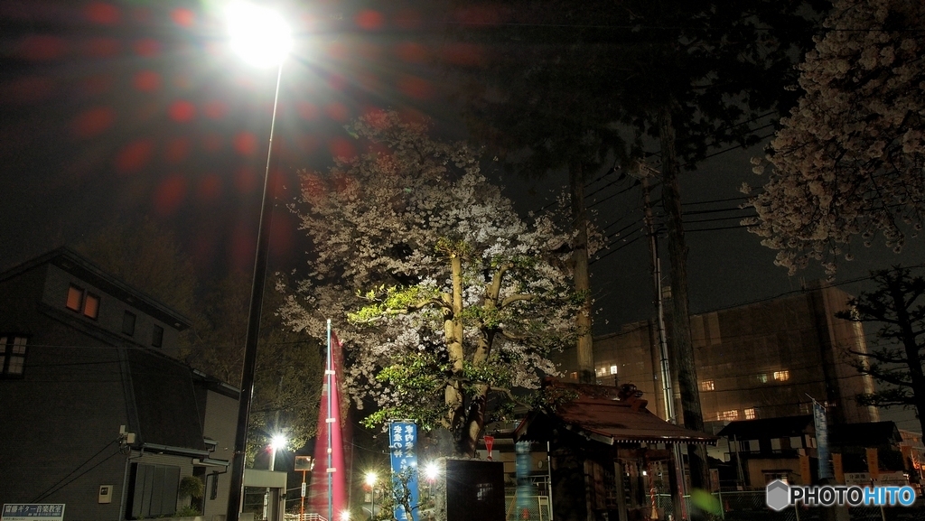 夜桜満開！！２