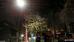 夜桜満開！！２