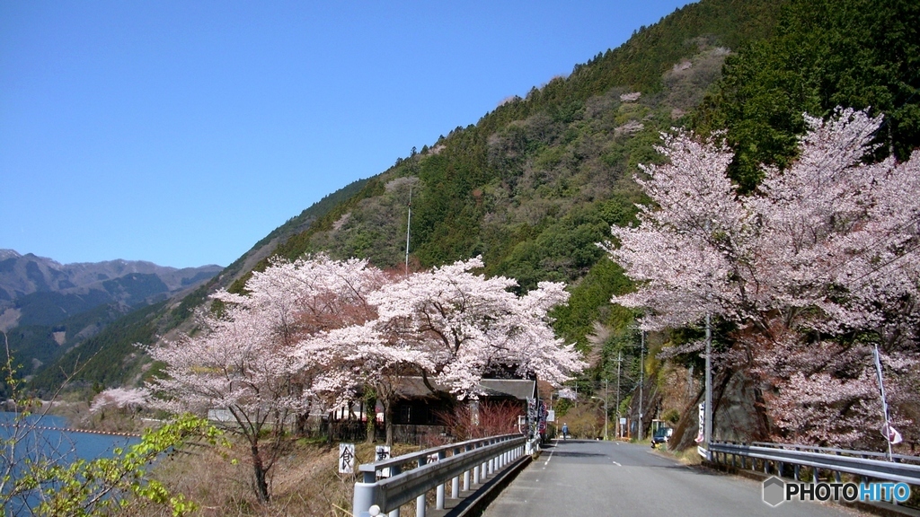 湖畔の桜