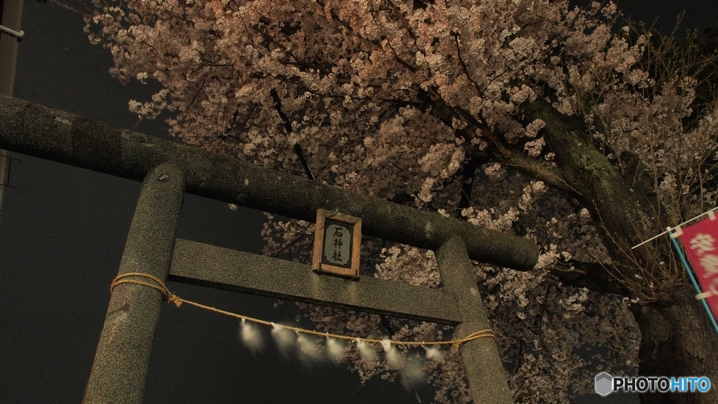 夜桜満開！！