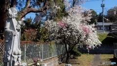 お寺の桃の花