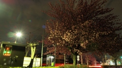 満開！！夜桜八重桜