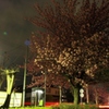 満開！！夜桜八重桜