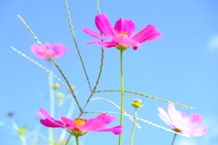 秋桜