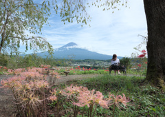 桃色彼岸花と富士山