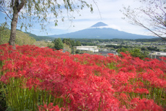 彼岸花と富士山