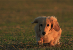 足短いけどね。