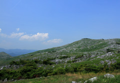 平尾台　羊群原