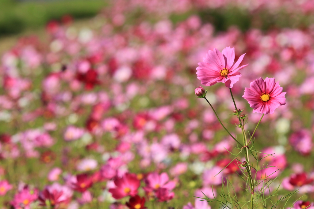 コスモス畑